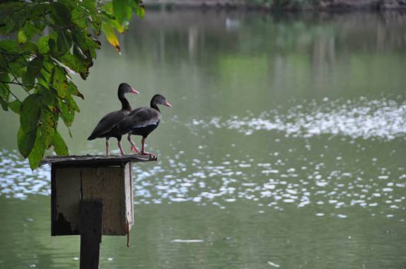Patos na reserva de Pointe-à-Pierre, próximo à San Fernando, em Trinidad e Tobago
